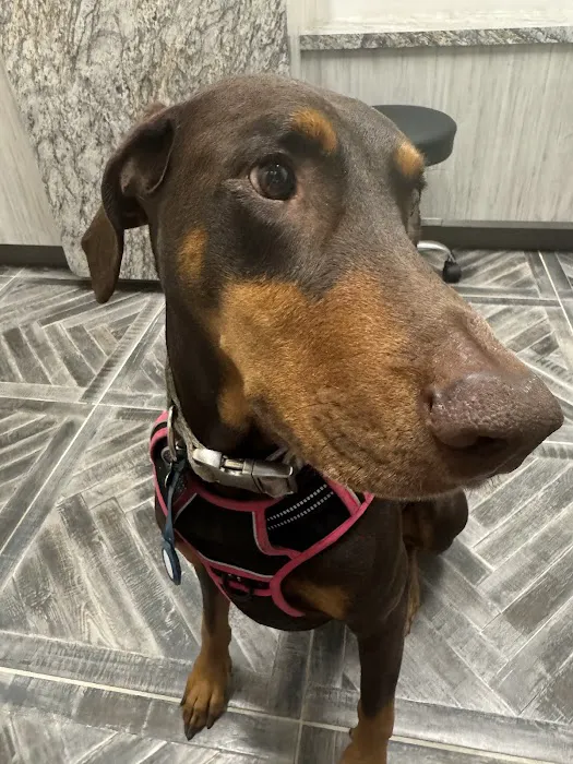 Gilbert Queen Creek Emergency Veterinarian & Pet Urgent Care Picture 2
