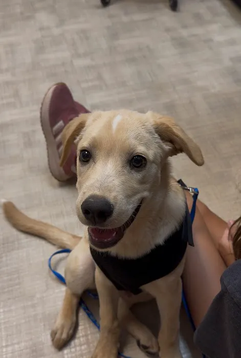 CityVet | Queen Creek Picture 5