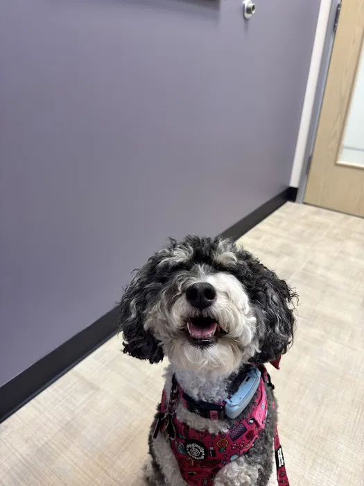 CityVet | Queen Creek Picture 2