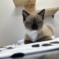 CityVet | Queen Creek ico