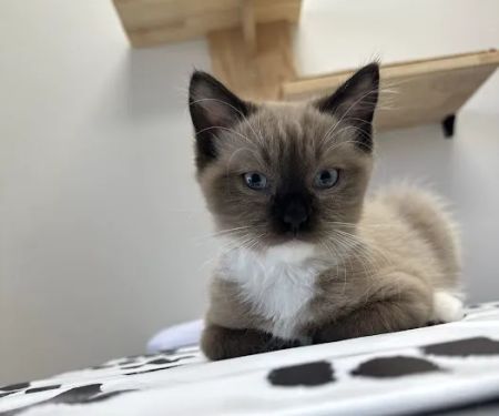 CityVet | Queen Creek