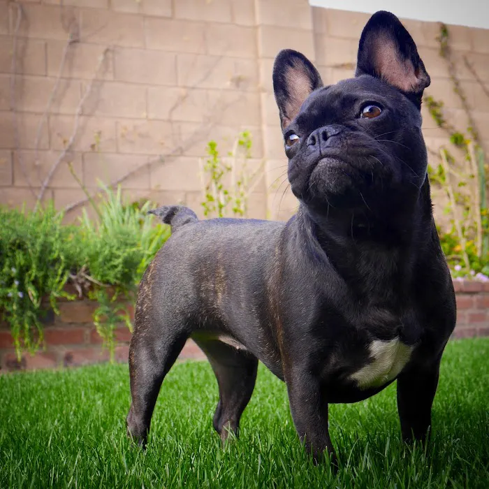 Queen Creek Veterinary Clinic Picture 5