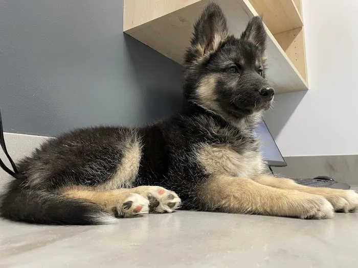 Queen Creek Veterinary Clinic Picture 10