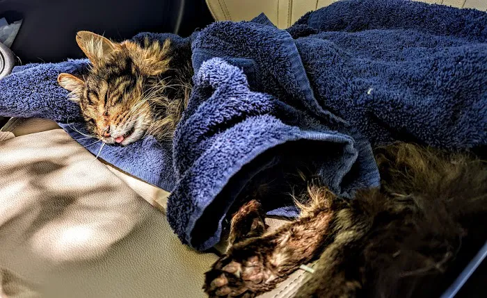 Queen Creek Veterinary Clinic Picture 7