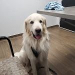 Queen Creek Veterinary Clinic
