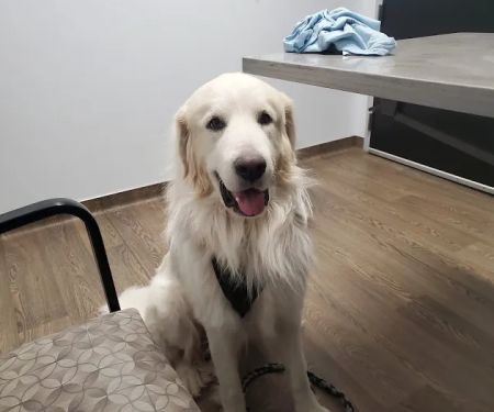 Queen Creek Veterinary Clinic