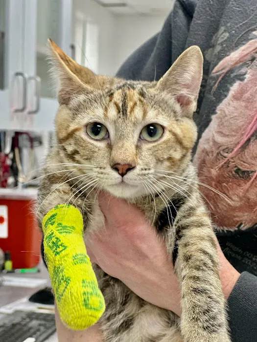 Queen Creek Veterinary Clinic Picture 6