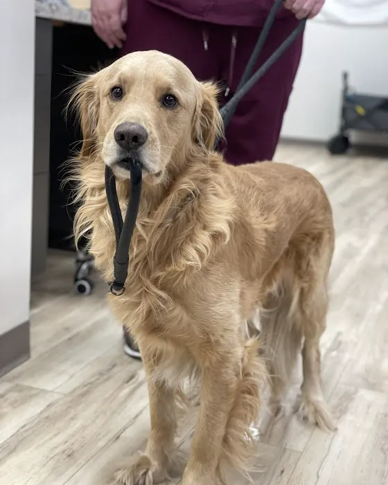 East Valley Urgent Pet Care Picture 4