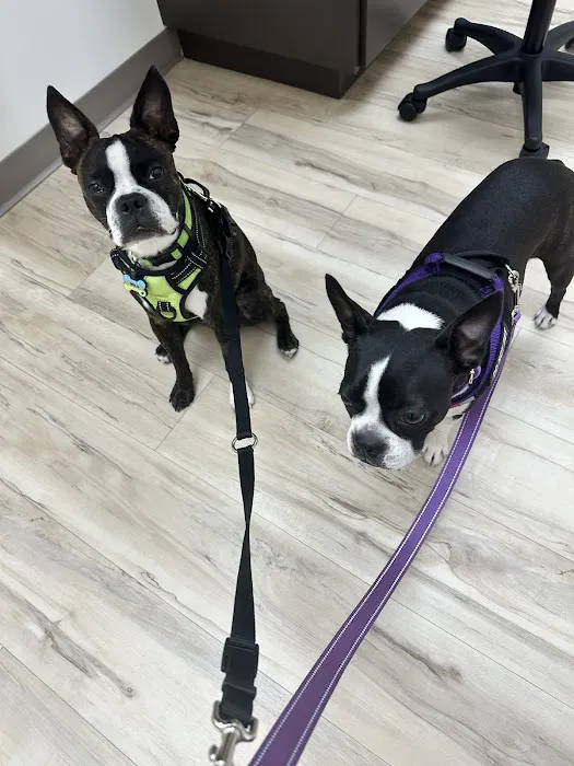 East Valley Urgent Pet Care Picture 2