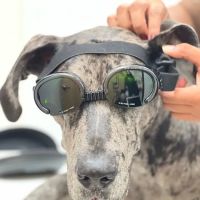 East Valley Urgent Pet Care ico