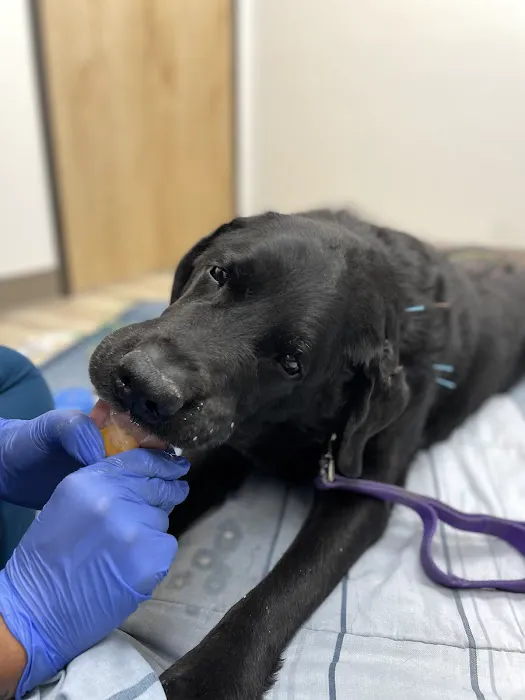 East Valley Urgent Pet Care Picture 5