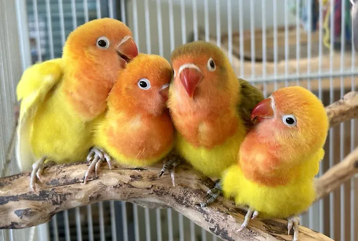 Pretty Feathers Bird Store Picture 6