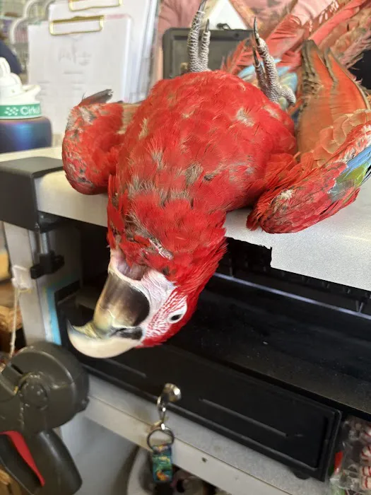 Pretty Feathers Bird Store Picture 1