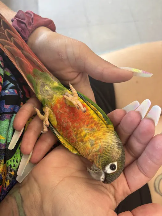 Pretty Feathers Bird Store Picture 7