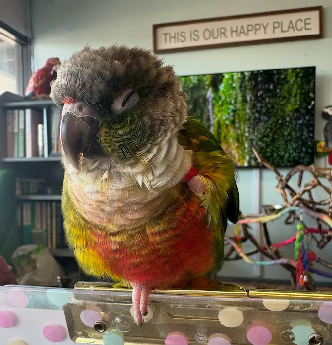 Pretty Feathers Bird Store Picture 8