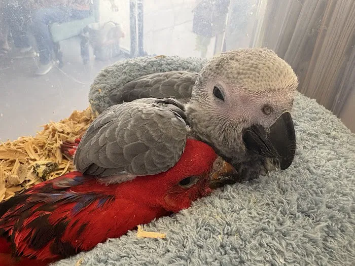 Pretty Feathers Bird Store Picture 2