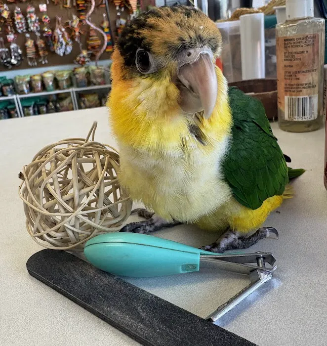 Pretty Feathers Bird Store Picture 3