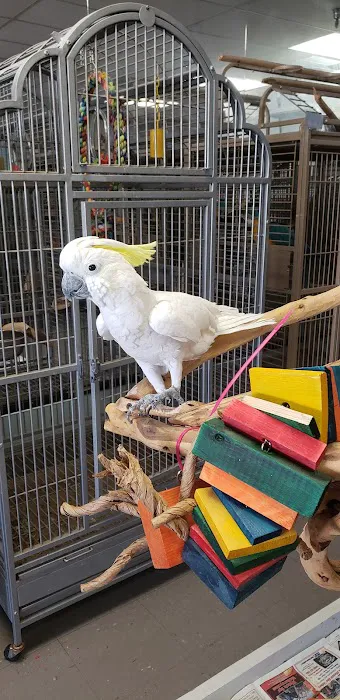 Pretty Feathers Bird Store Picture 5