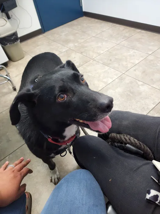 VCA Apache Junction Animal Hospital Picture 5