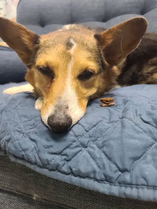 VCA Apache Junction Animal Hospital Picture 7