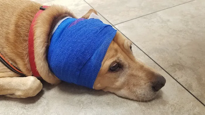 VCA Apache Junction Animal Hospital Picture 10