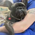 Low Cost Veterinary Surgery Clinic of Mesa