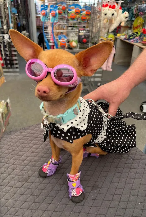 DESERT PAMPERED PETS Picture 6