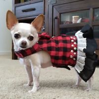 DESERT PAMPERED PETS ico