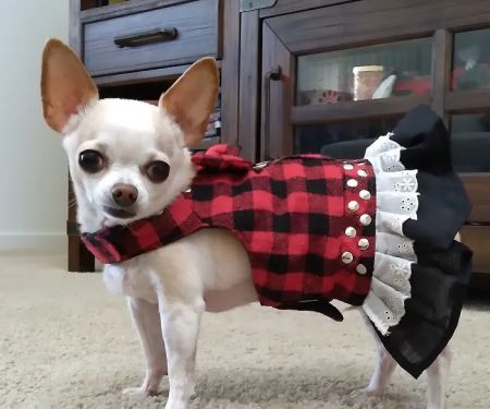DESERT PAMPERED PETS