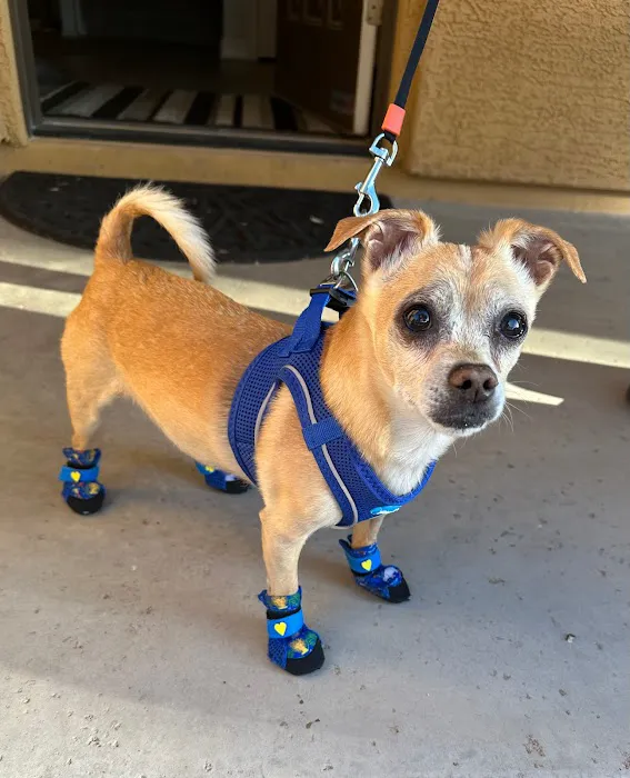 DESERT PAMPERED PETS Picture 10