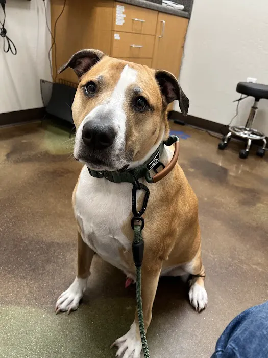 Augusta Ranch Animal Hospital Picture 3