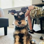 Lovet Pet Health Care - Signal Butte