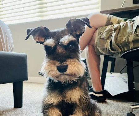 Lovet Pet Health Care - Signal Butte