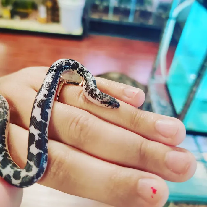 Reptile Junction Picture 9