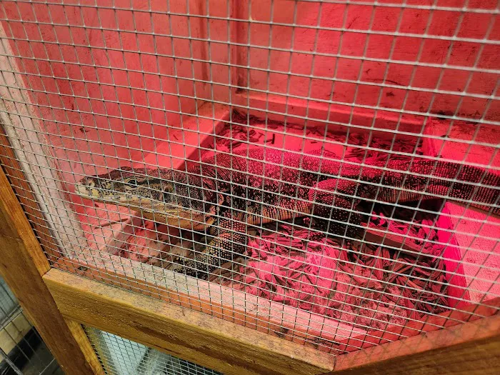 Reptile Junction Picture 10