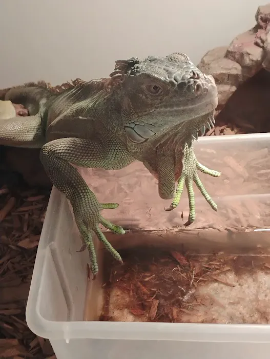 Reptile Junction Picture 6