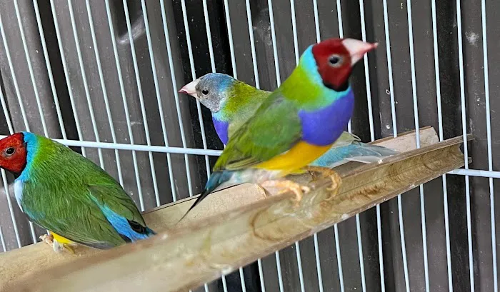 Exotic Bird Aviary Picture 2