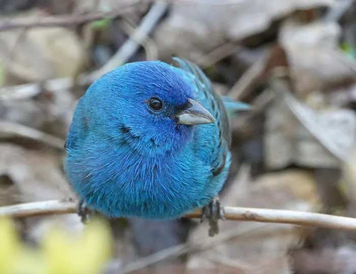 Exotic Bird Aviary Picture 4