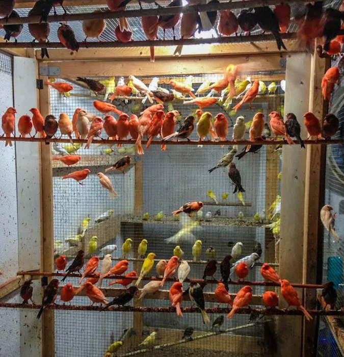 Exotic Bird Aviary Picture 10