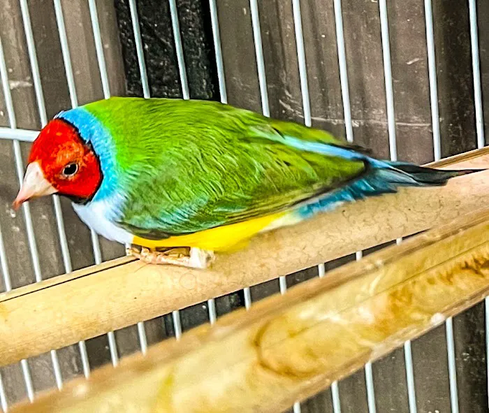Exotic Bird Aviary Picture 9