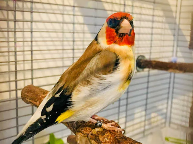 Exotic Bird Aviary Picture 6