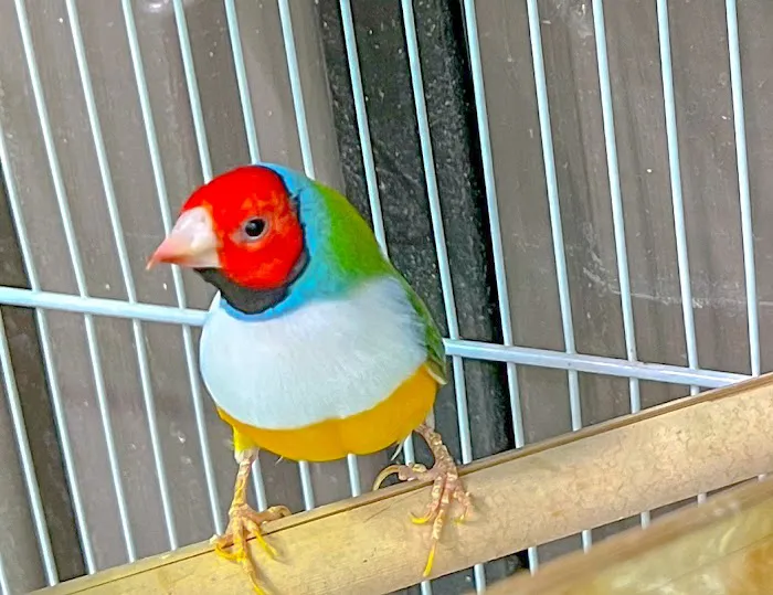 Exotic Bird Aviary Picture 5