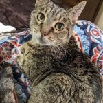 ARISE Veterinary Center