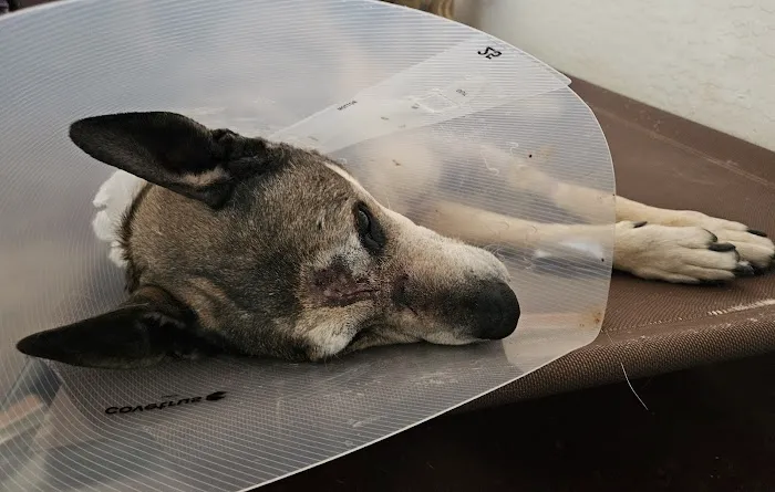 ARISE Veterinary Center Picture 2