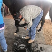 Desert Mountain Equine ico