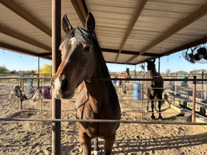 Desert Mountain Equine Picture 2