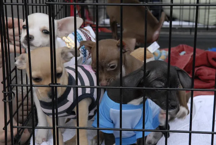San Tan Animal Hospital Picture 5