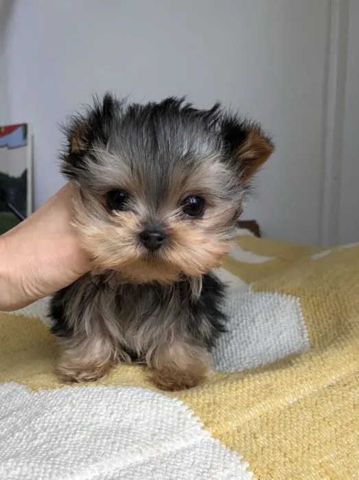 Teacup Yorkies home Picture 4