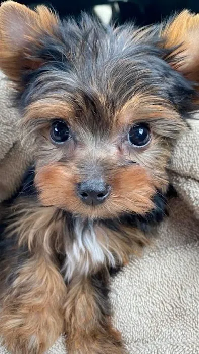 Teacup Yorkies home Picture 7