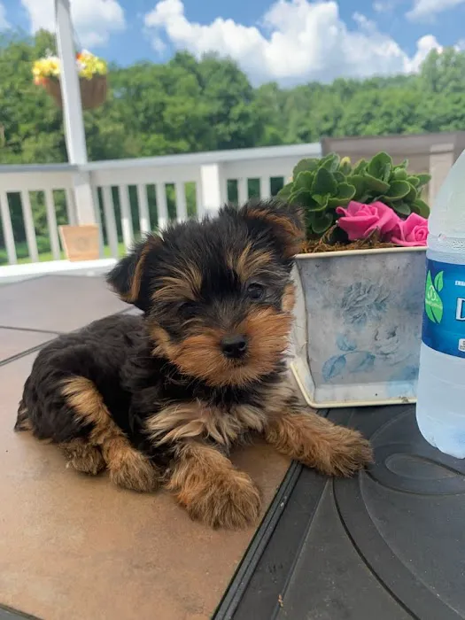 Teacup Yorkies home Picture 9